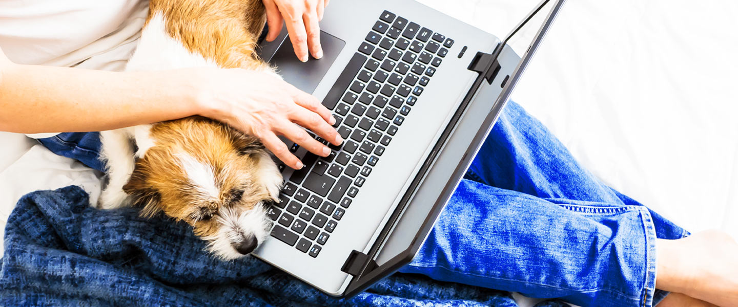 Hund und Computer