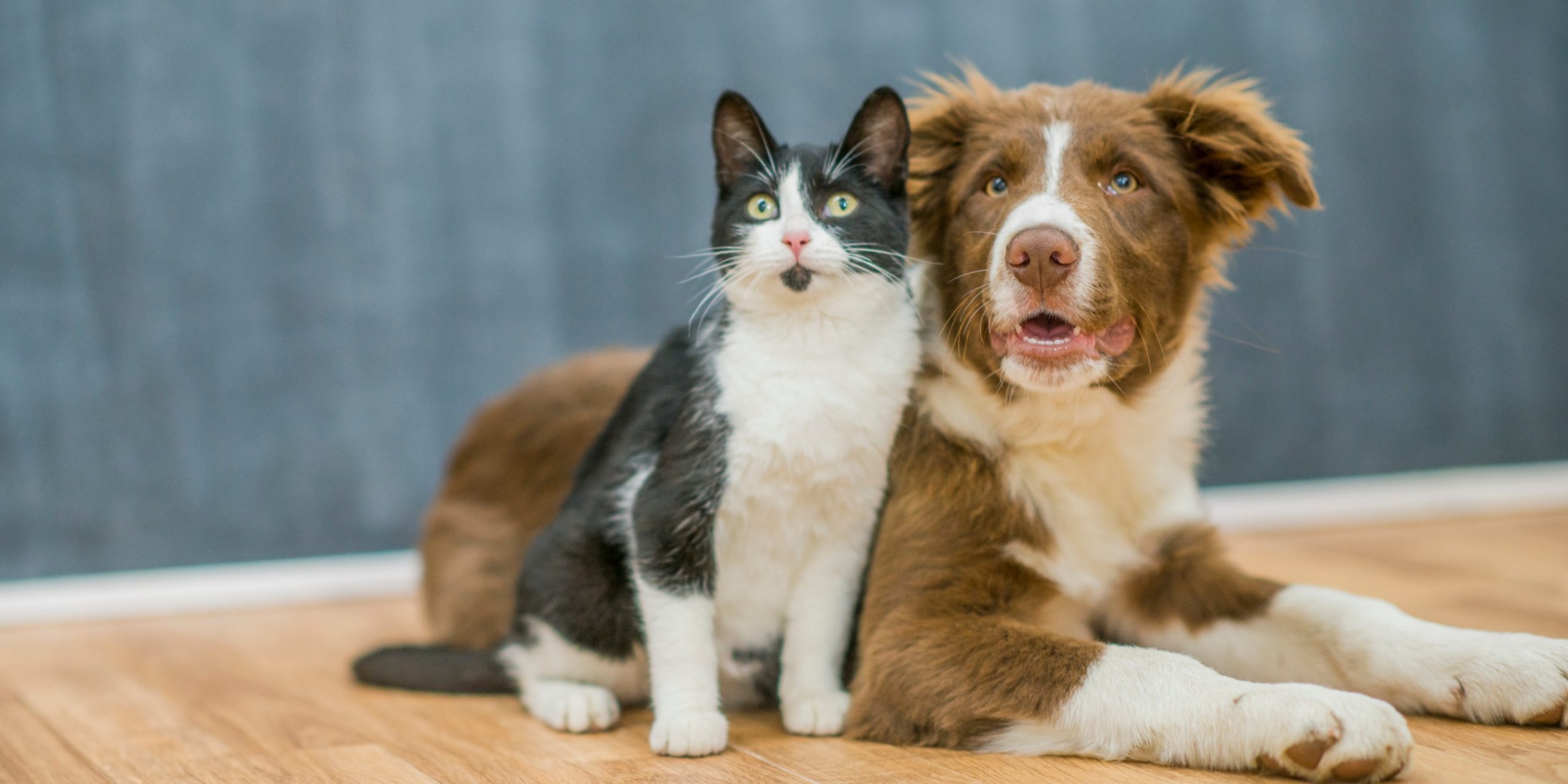 Katze und Hund auf Parkettboden