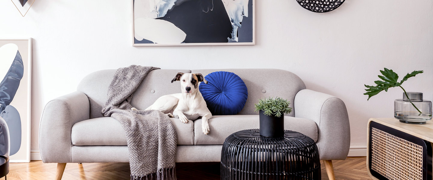 Ein kleiner Hund liegt auf einem Sofa.